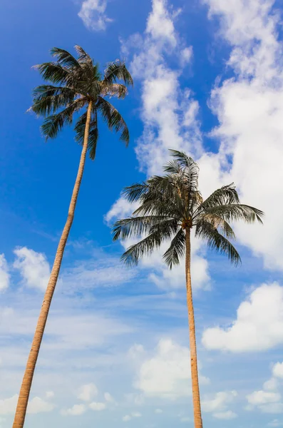 Alberi di cocco — Foto Stock