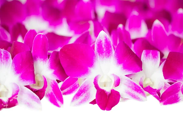 Violette Orchideenblüten — Stockfoto