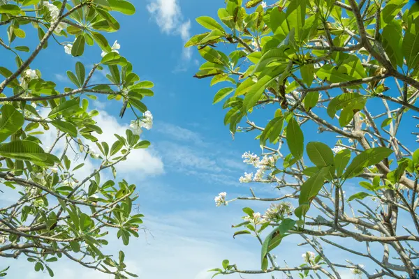 Árbol de Frangipani (Plumeria) — Foto de Stock