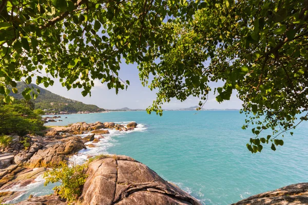 Vue sur le paysage marin depuis sous l'arbre — Photo