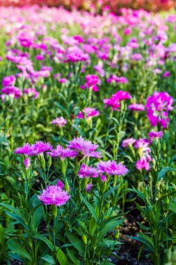 pembe karanfil Bahçe