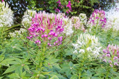 Cleome spinosa.
