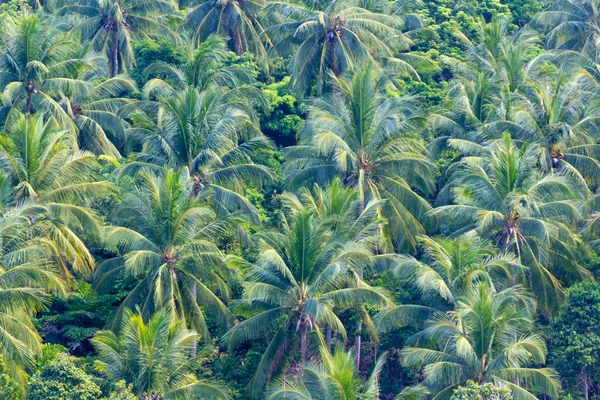 緑のココナッツの木の葉のクローズ アップ — ストック写真