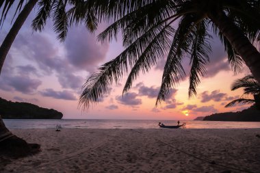 Hindistan cevizi ağacı kontrast