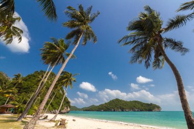 Hindistan cevizi ağaçları bir plajda