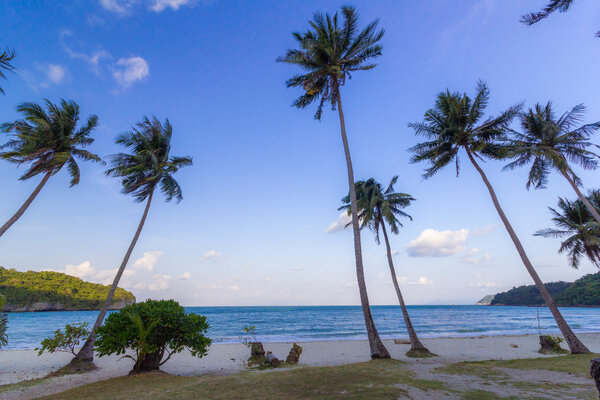 Кокосовые деревья на пляже
