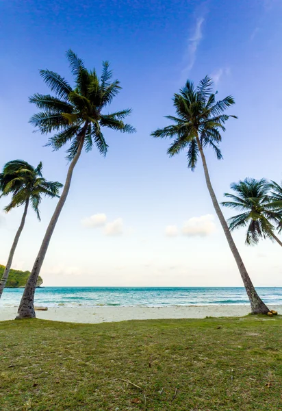 Alberi di cocco su una spiaggia — Foto Stock