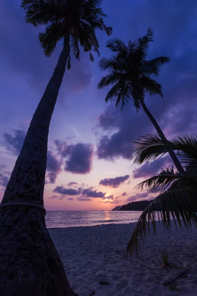 Силуэт кокосового дерева — стоковое фото