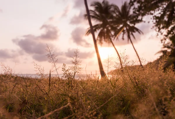 Silhouette von Grasblume und Kokosnussbaum bei Sonnenaufgang — Stockfoto