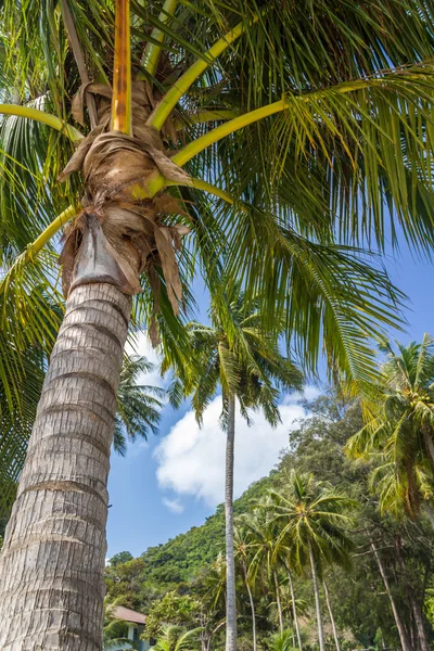 Coconut tree — Stock Photo, Image