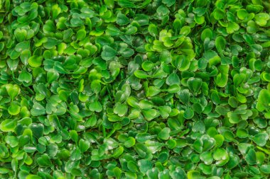 plastik yeşil çimen