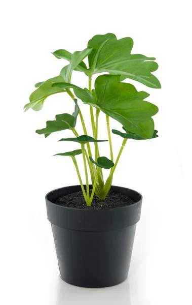 Isolate Plastic green tree — Stock Photo, Image