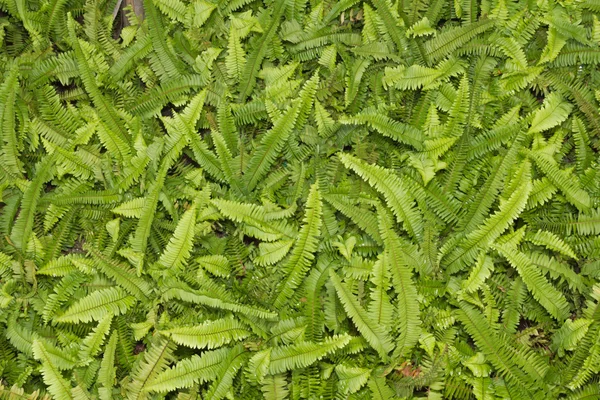 緑色のシダの葉 — ストック写真