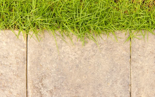 Garden path with grass growing up on top — Stock Photo, Image