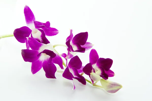 Roze orchid geïsoleerd — Stockfoto