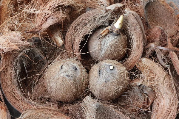 Three coconuts — Stock Photo, Image
