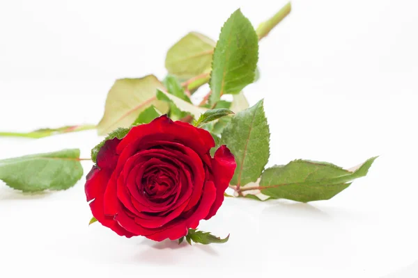 Red rose on white — Stock Photo, Image