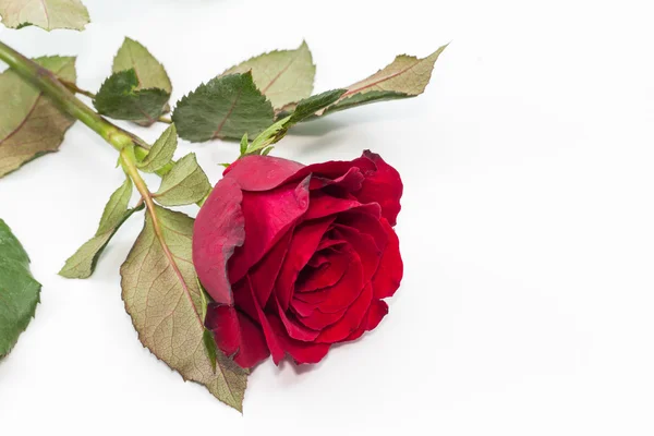 Red rose on white — Stock Photo, Image