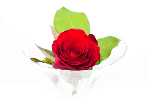 Red rose on white — Stock Photo, Image