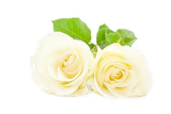 Fehér Rózsa, fehér — Stock Fotó