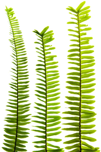 Fern leaf — Stock Photo, Image