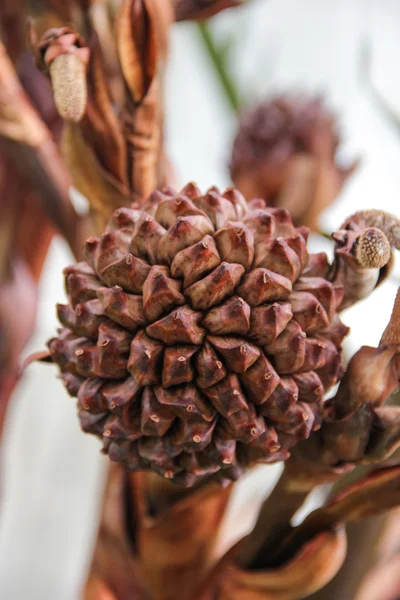 Nypa насіння — стокове фото