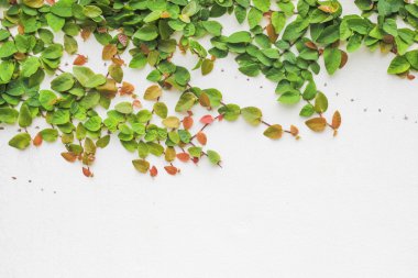 Yeşil Çimen Arkaplanı