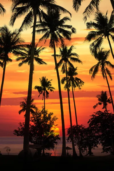 Silhouette coconut tree at sunset — Stock Photo, Image