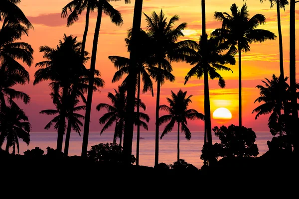 Silhouette albero di cocco al tramonto — Foto Stock