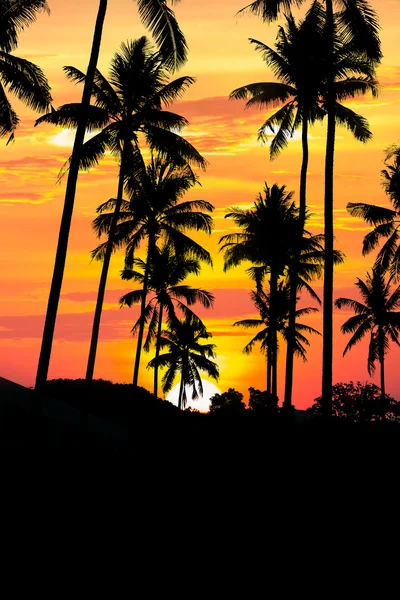 Silhouette coconut tree at sunset — Stock Photo, Image