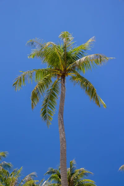 Coconut tree on island — Stock Photo, Image