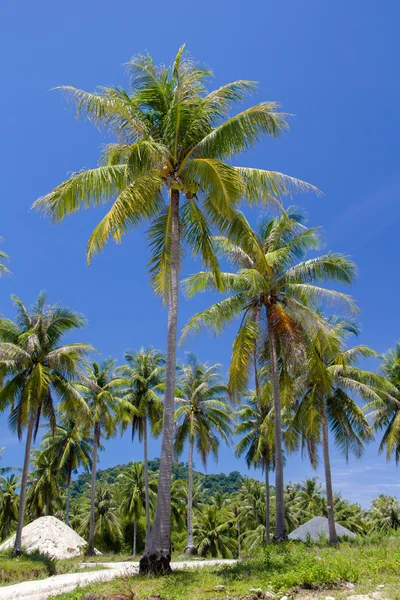 Albero di cocco sull'isola — Foto Stock