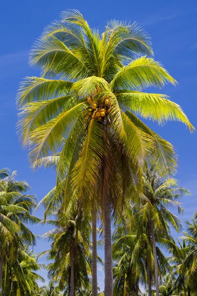 岛上的椰子树 — 图库照片