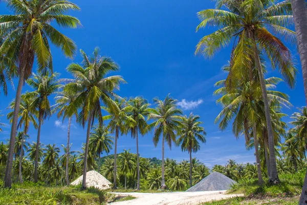 ココナッツの木の島 — ストック写真