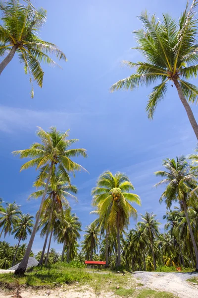Кокосовое дерево на острове — стоковое фото