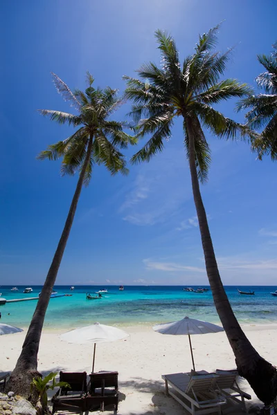 Vitt paraply och stolar under kokosnöt träd — Stockfoto