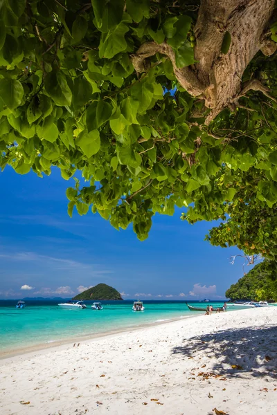Playa bajo un árbol — Foto de Stock