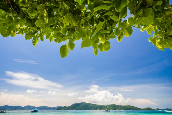 Schöner Strand unter dem Baum — Stockfoto