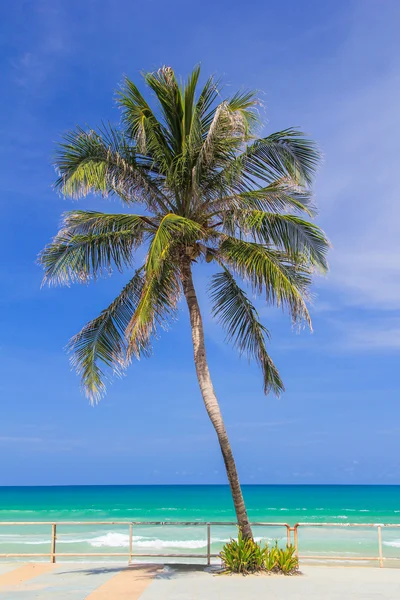 ココナッツの木 — ストック写真