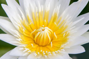 yakın çekim beyaz lotus