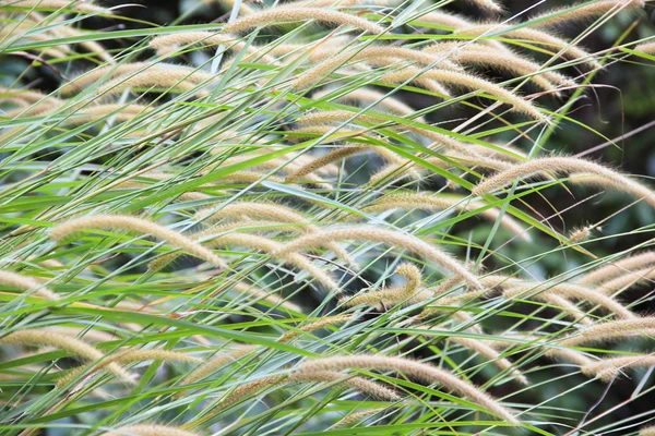 Fundo de juncos verdes com touros — Fotografia de Stock