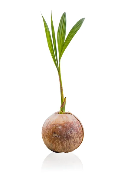 Coconut — Stock Photo, Image