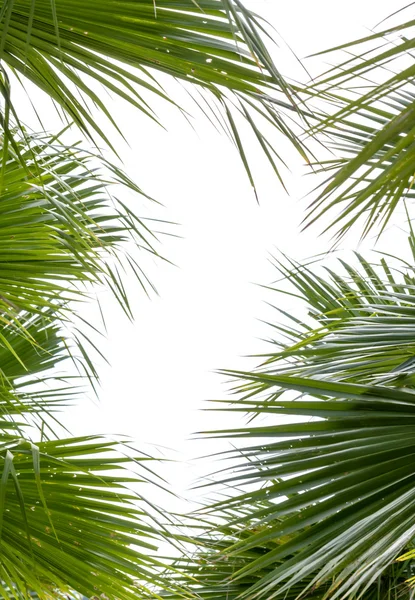 Palm tree leaves — Stock Photo, Image