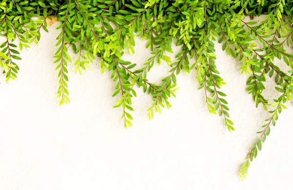 Grüne Blätter mit Betonboden — Stockfoto