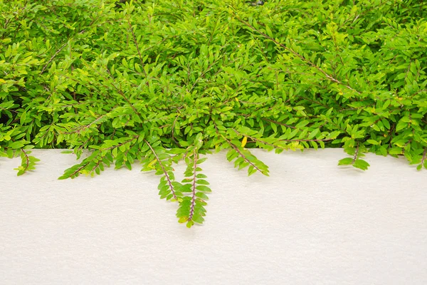 Gröna blad med betonggolv — Stockfoto