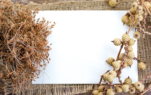 Torra blommor på vitt papper — Stockfoto