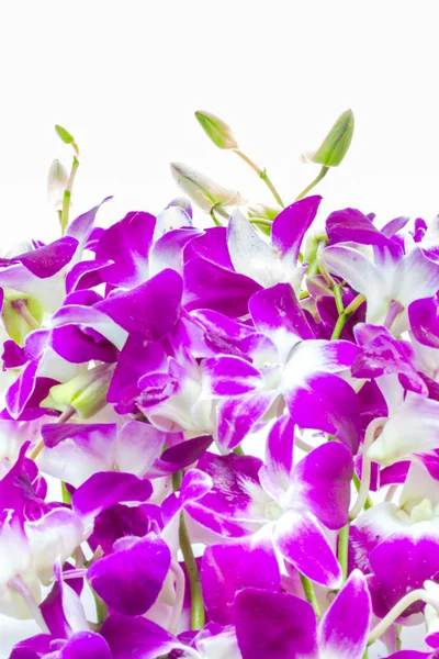 Orchidea — Foto Stock