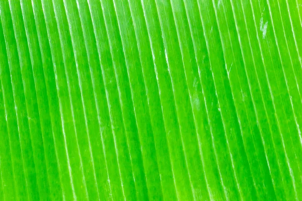 Banana leaves — Stock Photo, Image