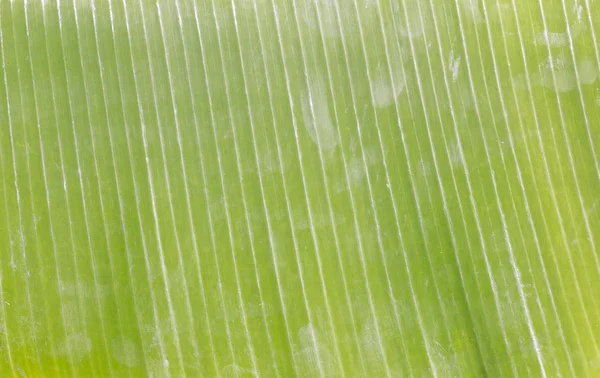 Banana leaves — Stock Photo, Image