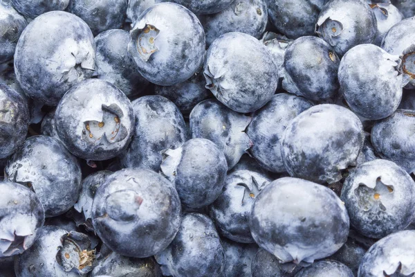 Blueberries — Stock Photo, Image